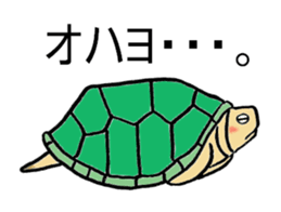 Umeko of turtle sticker #3007005