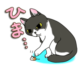 Cat theater MarineLand sticker #3008069