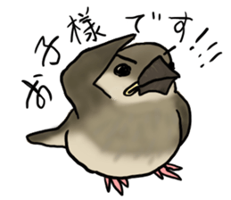 Young Java Sparrow sticker #3010373