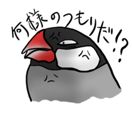 Young Java Sparrow sticker #3010374