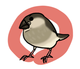 Young Java Sparrow sticker #3010375