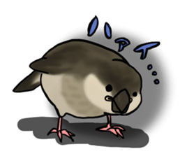 Young Java Sparrow sticker #3010378