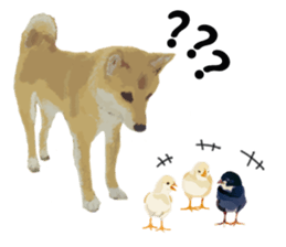Life with Shiba-Inu sticker #3022845