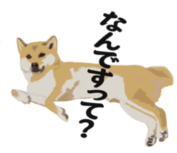 Life with Shiba-Inu sticker #3022848