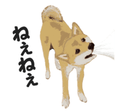 Life with Shiba-Inu sticker #3022850