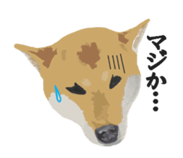 Life with Shiba-Inu sticker #3022864