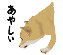 Life with Shiba-Inu sticker #3022869