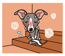 iinu - Italian Greyhound sticker #3077772