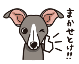 iinu - Italian Greyhound sticker #3077788