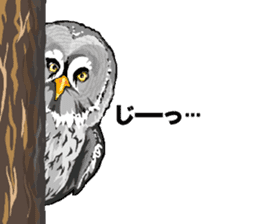 Bird owl parakeet parrot hawk falcon sticker #3098950