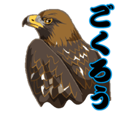 Bird owl parakeet parrot hawk falcon sticker #3098958