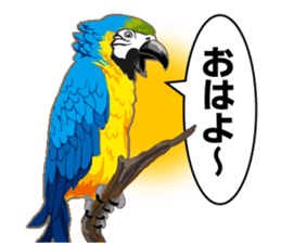 Bird owl parakeet parrot hawk falcon sticker #3098962