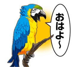 Bird owl parakeet parrot hawk falcon sticker #3098962