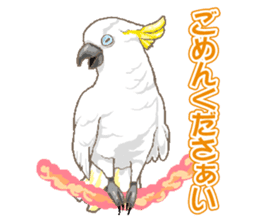 Bird owl parakeet parrot hawk falcon sticker #3098966
