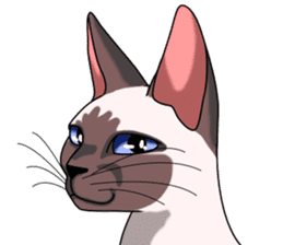 Cocoa of the Siamese cat sticker #3105430