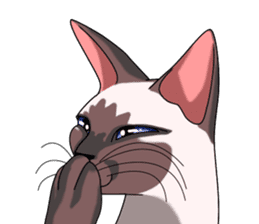 Cocoa of the Siamese cat sticker #3105431