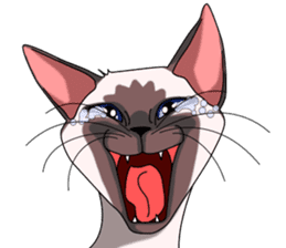 Cocoa of the Siamese cat sticker #3105434