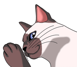 Cocoa of the Siamese cat sticker #3105438