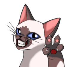 Cocoa of the Siamese cat sticker #3105439