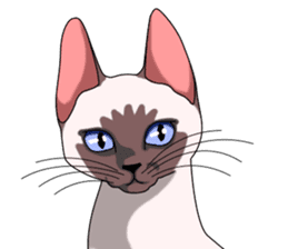 Cocoa of the Siamese cat sticker #3105440