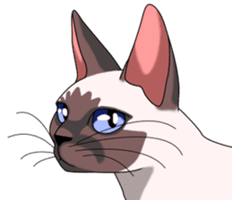 Cocoa of the Siamese cat sticker #3105441