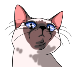 Cocoa of the Siamese cat sticker #3105442