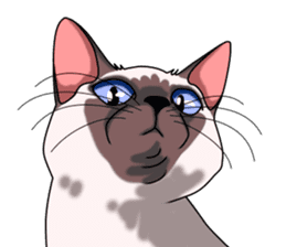 Cocoa of the Siamese cat sticker #3105442