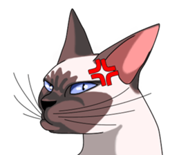 Cocoa of the Siamese cat sticker #3105443