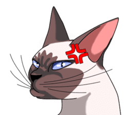 Cocoa of the Siamese cat sticker #3105443