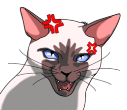 Cocoa of the Siamese cat sticker #3105444