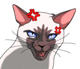 Cocoa of the Siamese cat sticker #3105444