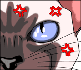 Cocoa of the Siamese cat sticker #3105445