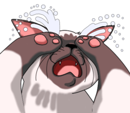 Cocoa of the Siamese cat sticker #3105448