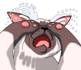 Cocoa of the Siamese cat sticker #3105448