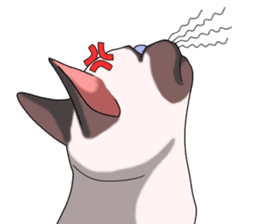 Cocoa of the Siamese cat sticker #3105449