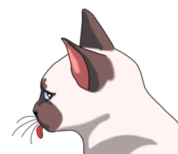 Cocoa of the Siamese cat sticker #3105451