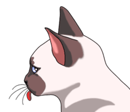 Cocoa of the Siamese cat sticker #3105451