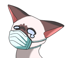 Cocoa of the Siamese cat sticker #3105453