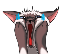 Cocoa of the Siamese cat sticker #3105454