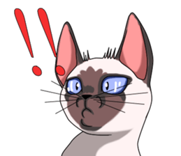 Cocoa of the Siamese cat sticker #3105456
