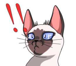 Cocoa of the Siamese cat sticker #3105456