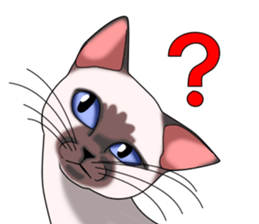 Cocoa of the Siamese cat sticker #3105459