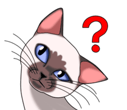 Cocoa of the Siamese cat sticker #3105459