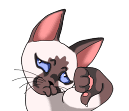 Cocoa of the Siamese cat sticker #3105461
