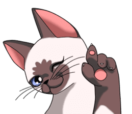 Cocoa of the Siamese cat sticker #3105465