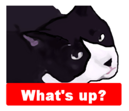 The funny stray cat (English version) sticker #3117412