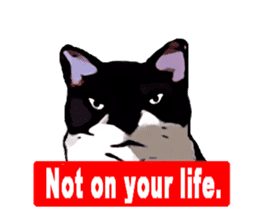 The funny stray cat (English version) sticker #3117414