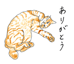 brown tabby cat koto-chan part3 sticker #3134116