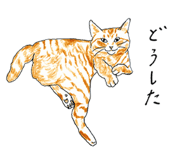 brown tabby cat koto-chan part3 sticker #3134119