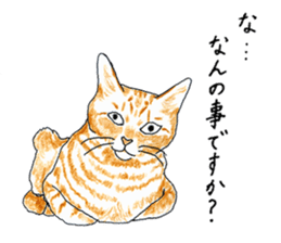 brown tabby cat koto-chan part3 sticker #3134125